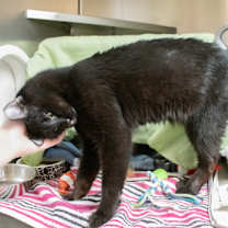 Thumbnail photo of Obie #2