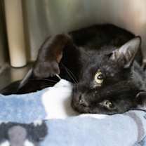 Thumbnail photo of Obie #3