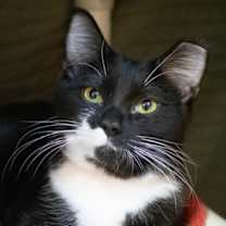 Thumbnail photo of Leonarda #1