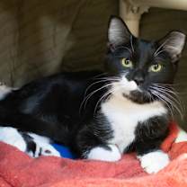 Thumbnail photo of Leonarda #2