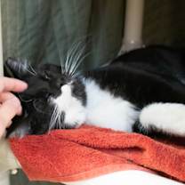 Thumbnail photo of Leonarda #3