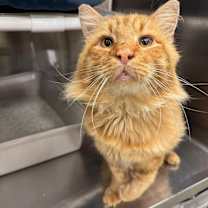 Thumbnail photo of Lion #2