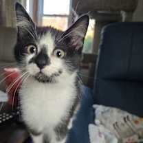 Thumbnail photo of Olaf #1