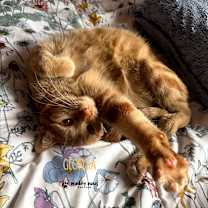 Thumbnail photo of Georgia #3