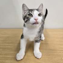 Thumbnail photo of Serrano #1