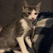 Thumbnail photo of Serrano #4