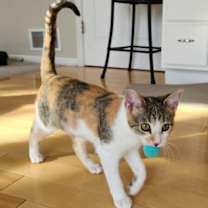 Thumbnail photo of Mira #1