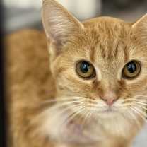 Thumbnail photo of Pepita #3