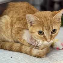 Thumbnail photo of Pepita #4