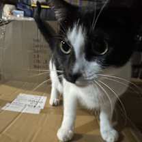 Thumbnail photo of Michis #1