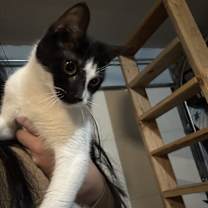 Thumbnail photo of Michis #2