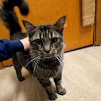 Thumbnail photo of Tatianna #3