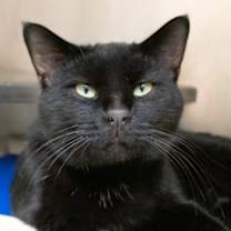 Thumbnail photo of Nerf #1