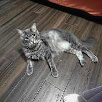 Thumbnail photo of Sweetboy #2