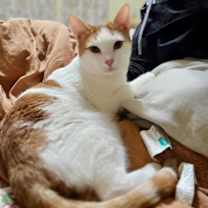 Thumbnail photo of Toe Beanz #1