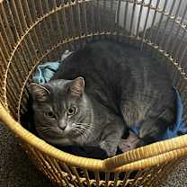 Thumbnail photo of Oliver #3