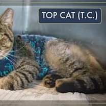 Thumbnail photo of T.C. aka Top Cat (FCID# 05/28/2025 - 32) #1