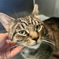 Thumbnail photo of T.C. aka Top Cat (FCID# 05/28/2025 - 32) #4