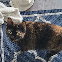 Thumbnail photo of Bunckler #2