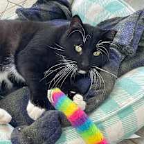 Thumbnail photo of Ceasar #1