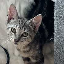 Thumbnail photo of B-Jethro #4