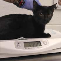 Thumbnail photo of Reaper #2