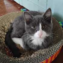 Thumbnail photo of Daisy #1