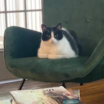 Thumbnail photo of Minky #3