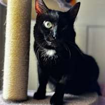 Thumbnail photo of Jolyne #1