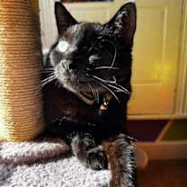 Thumbnail photo of Jolyne #3