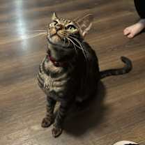 Thumbnail photo of Scar #1