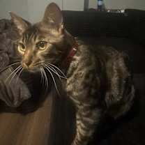 Thumbnail photo of Scar #2