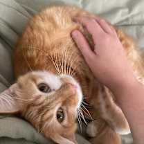 Thumbnail photo of Phoenix #1