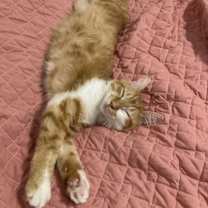 Thumbnail photo of Phoenix #2