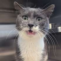 Thumbnail photo of Tabitha #1