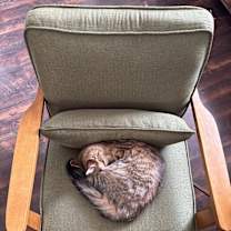 Thumbnail photo of Maize #1