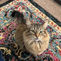 Thumbnail photo of Maize #2