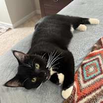 Thumbnail photo of Sampson #1