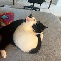 Thumbnail photo of Sampson #3