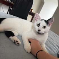 Thumbnail photo of Otis #4