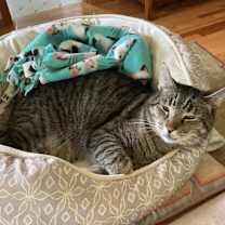 Thumbnail photo of Cecil #1