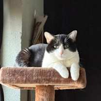 Thumbnail photo of Lunar #1