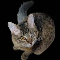 Thumbnail photo of Gimlet #1