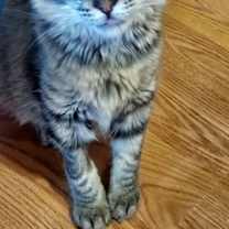 Thumbnail photo of Gimlet #2