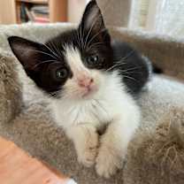 Thumbnail photo of Shasta #3