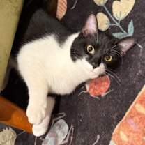 Thumbnail photo of Pistachio #2