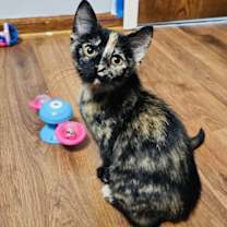 Thumbnail photo of Hermione #1