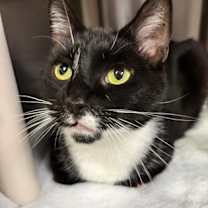 Thumbnail photo of Beauty Belle #1