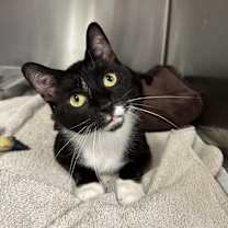 Thumbnail photo of Beauty Belle #2