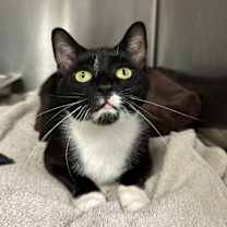 Thumbnail photo of Beauty Belle #3